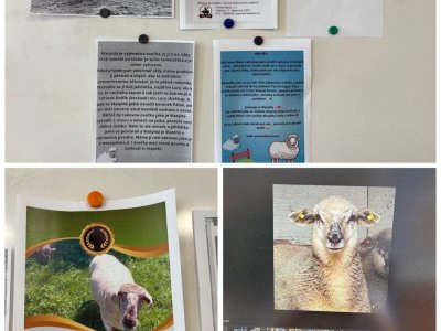Odměna za vysvědčení od Anety Špačkové: Adopce ovečky Matyldy!